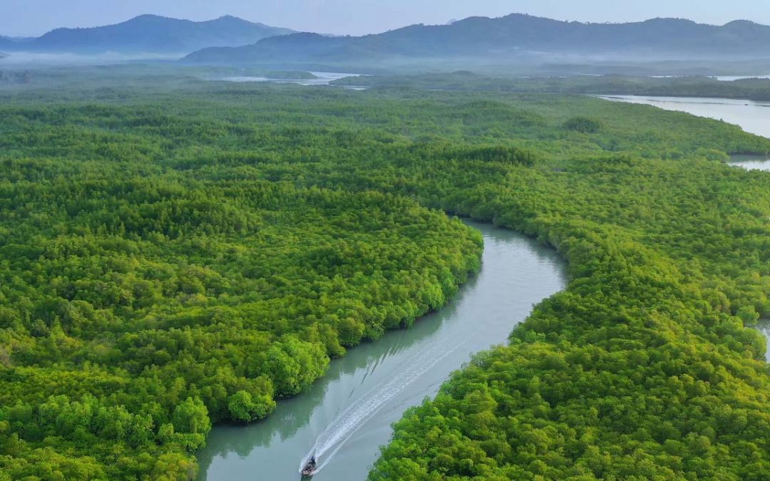 Tropical Paradise Found: Exploring Earth’s Rainforests
